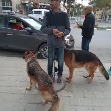 תמונה Shay 1 