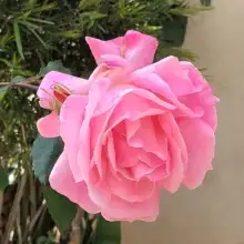 תמונה Adm 1 